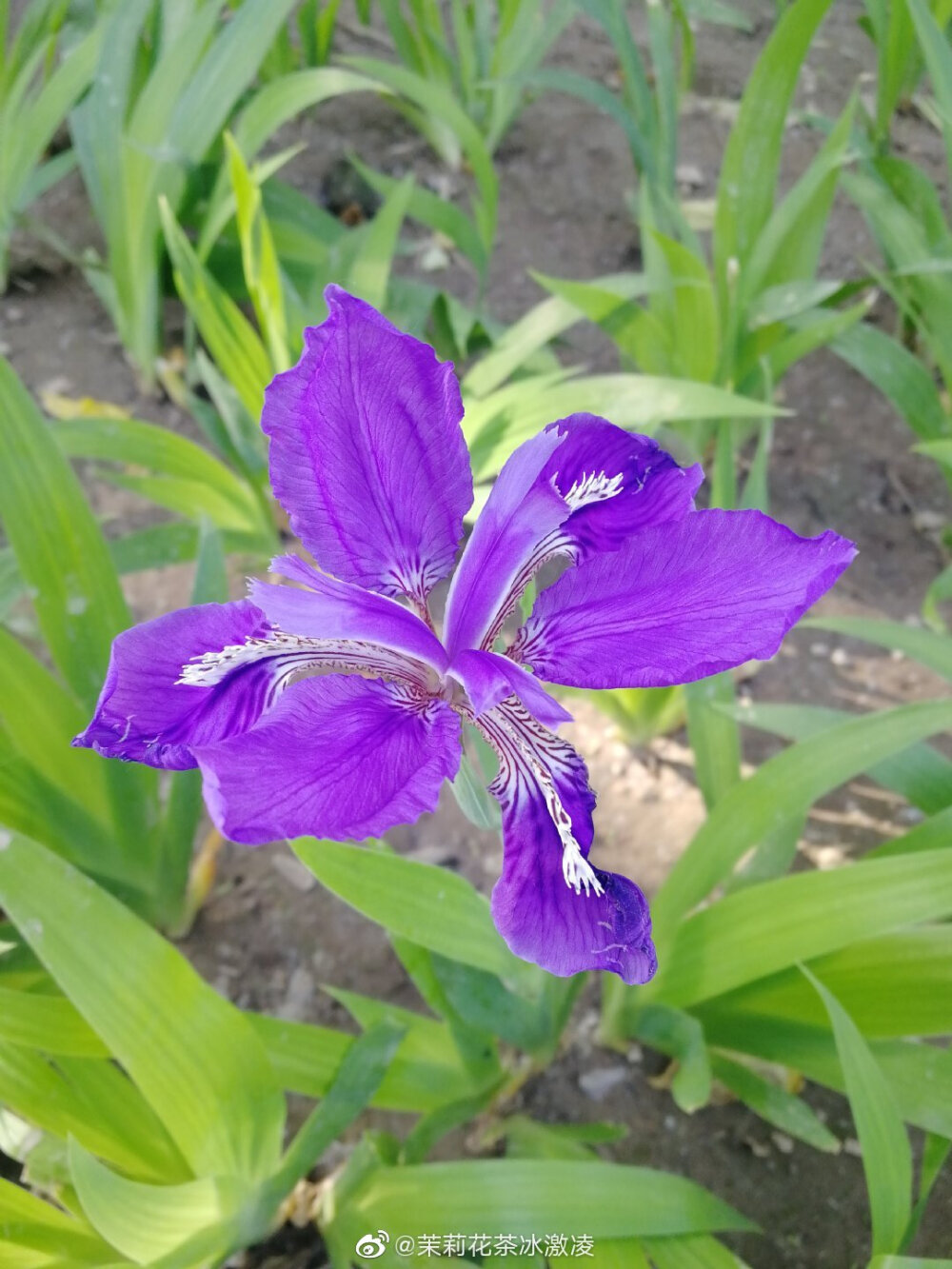 朝花夕逝的鸢尾花