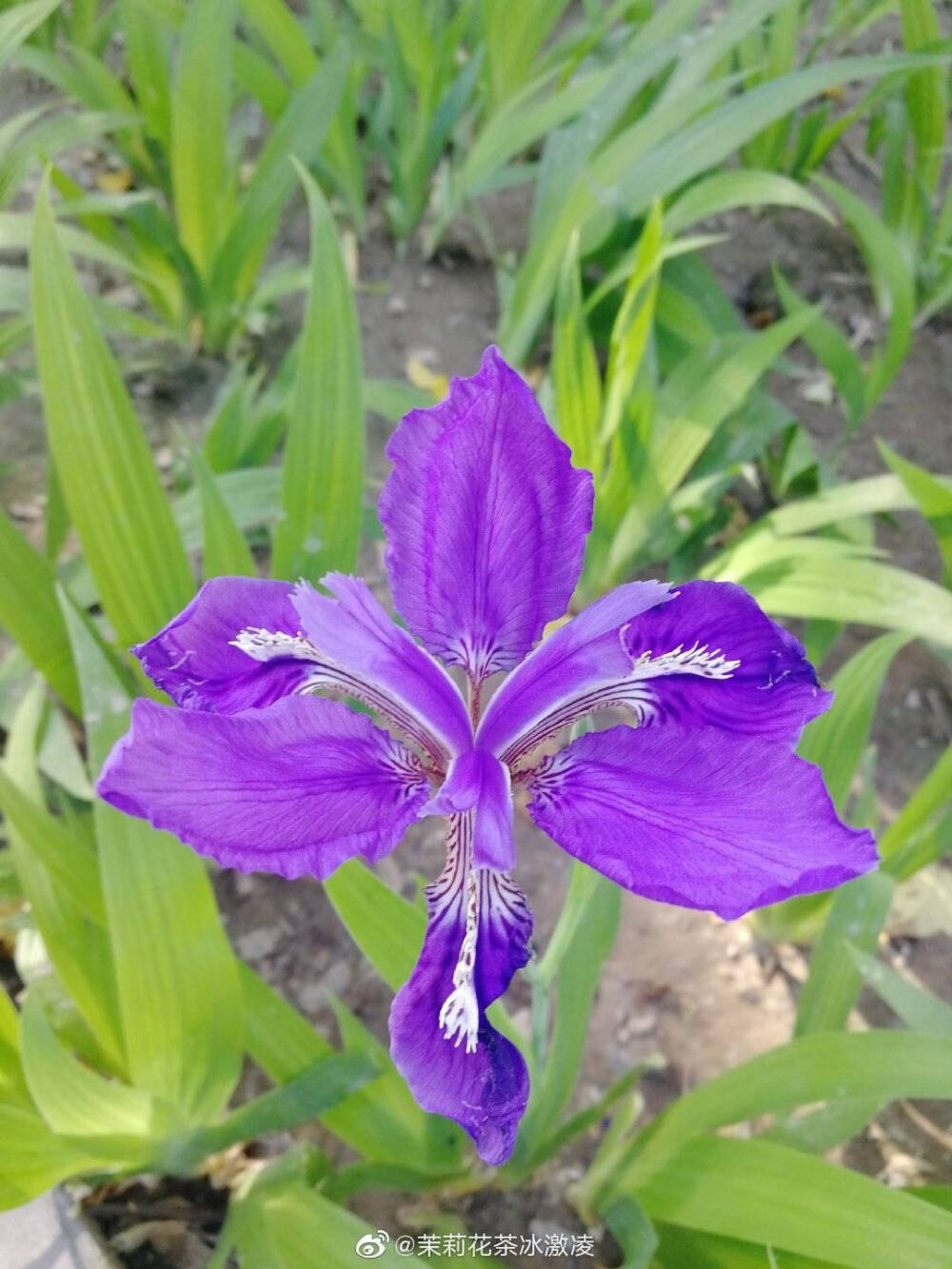 朝花夕逝的鸢尾花