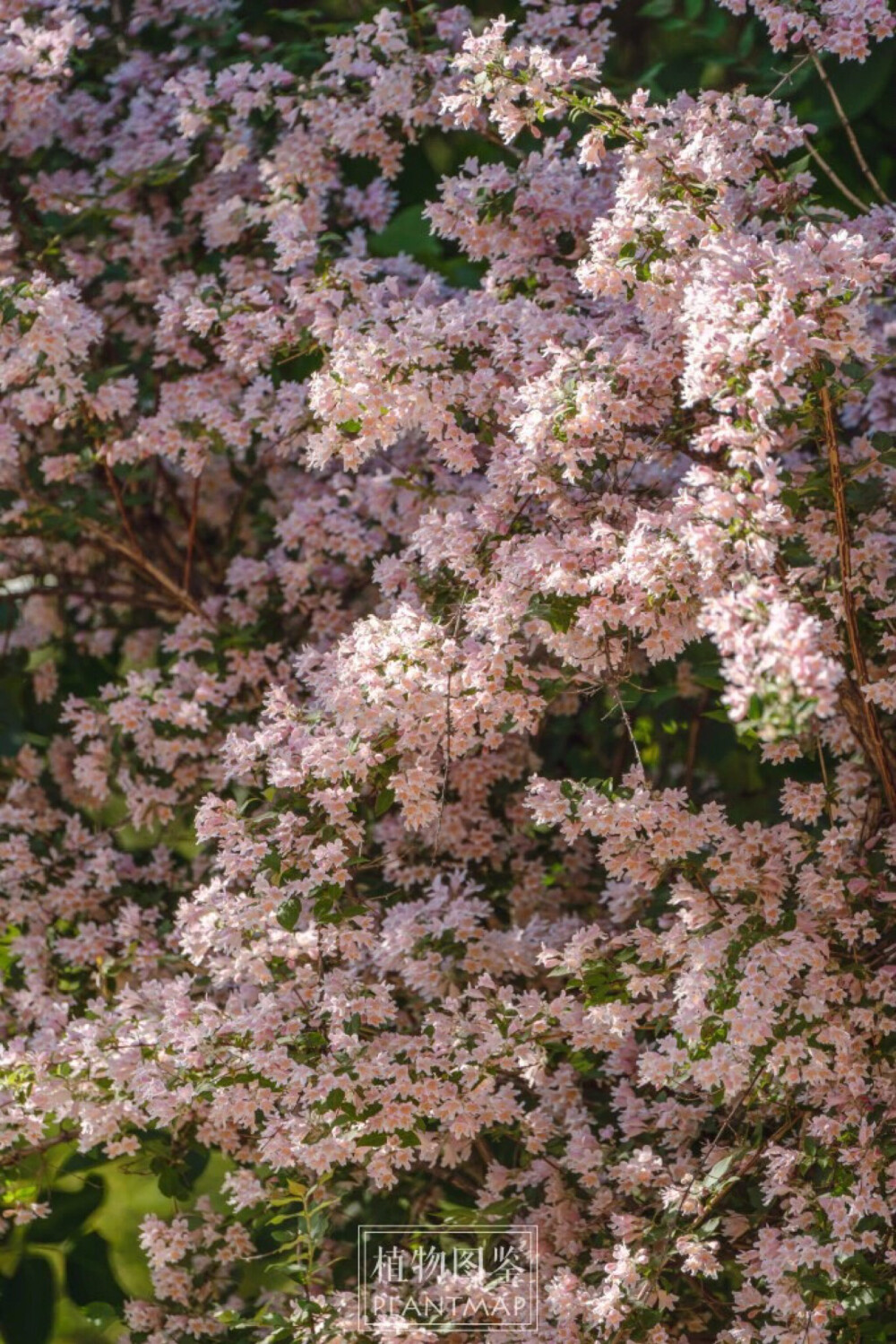 【 蝟实 Kolkwitzia amabilis Graebn. 】忍冬科 Caprifoliaceae 蝟实属 花朵在萼筒上有毛，内部也有绒毛，下唇还有美丽的橙色斑纹，一直延伸到花冠深处。