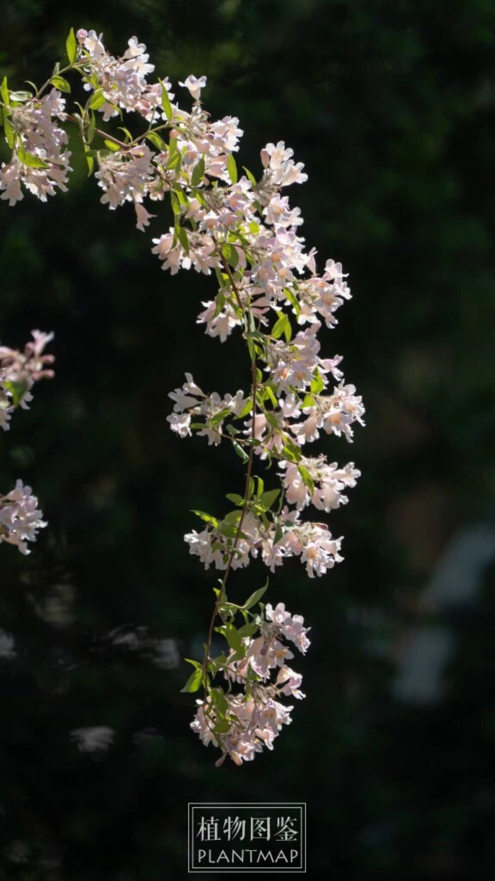 【 蝟实 Kolkwitzia amabilis Graebn. 】忍冬科 Caprifoliaceae 蝟实属 花朵在萼筒上有毛，内部也有绒毛，下唇还有美丽的橙色斑纹，一直延伸到花冠深处。