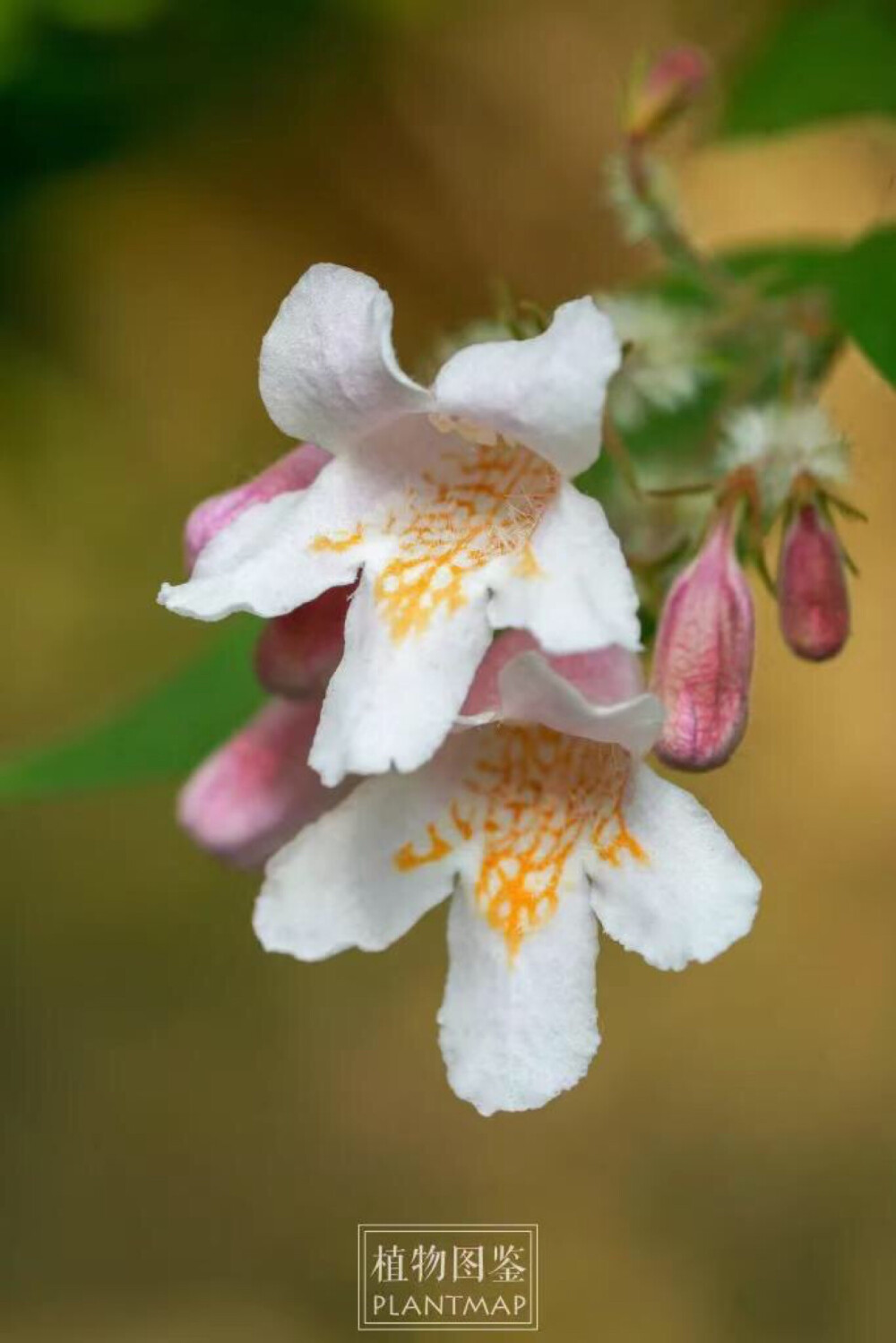 【 蝟实 Kolkwitzia amabilis Graebn. 】忍冬科 Caprifoliaceae 蝟实属 花朵在萼筒上有毛，内部也有绒毛，下唇还有美丽的橙色斑纹，一直延伸到花冠深处。