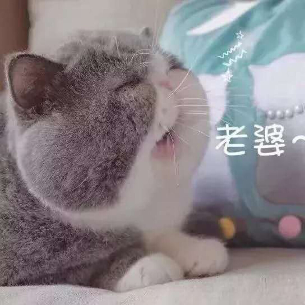 猪猪猫咪青蛙