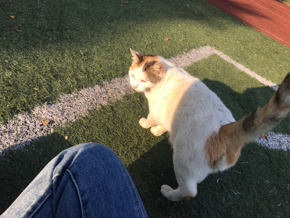 2019.5.4 晒夕阳 撸野猫