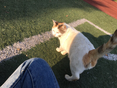 2019.5.4 晒夕阳 撸野猫