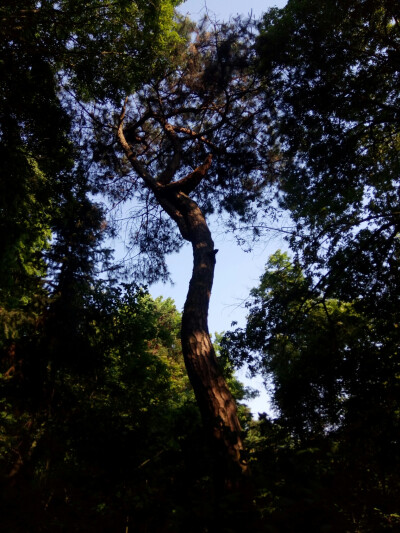 为了地理课的野生动植物标本……