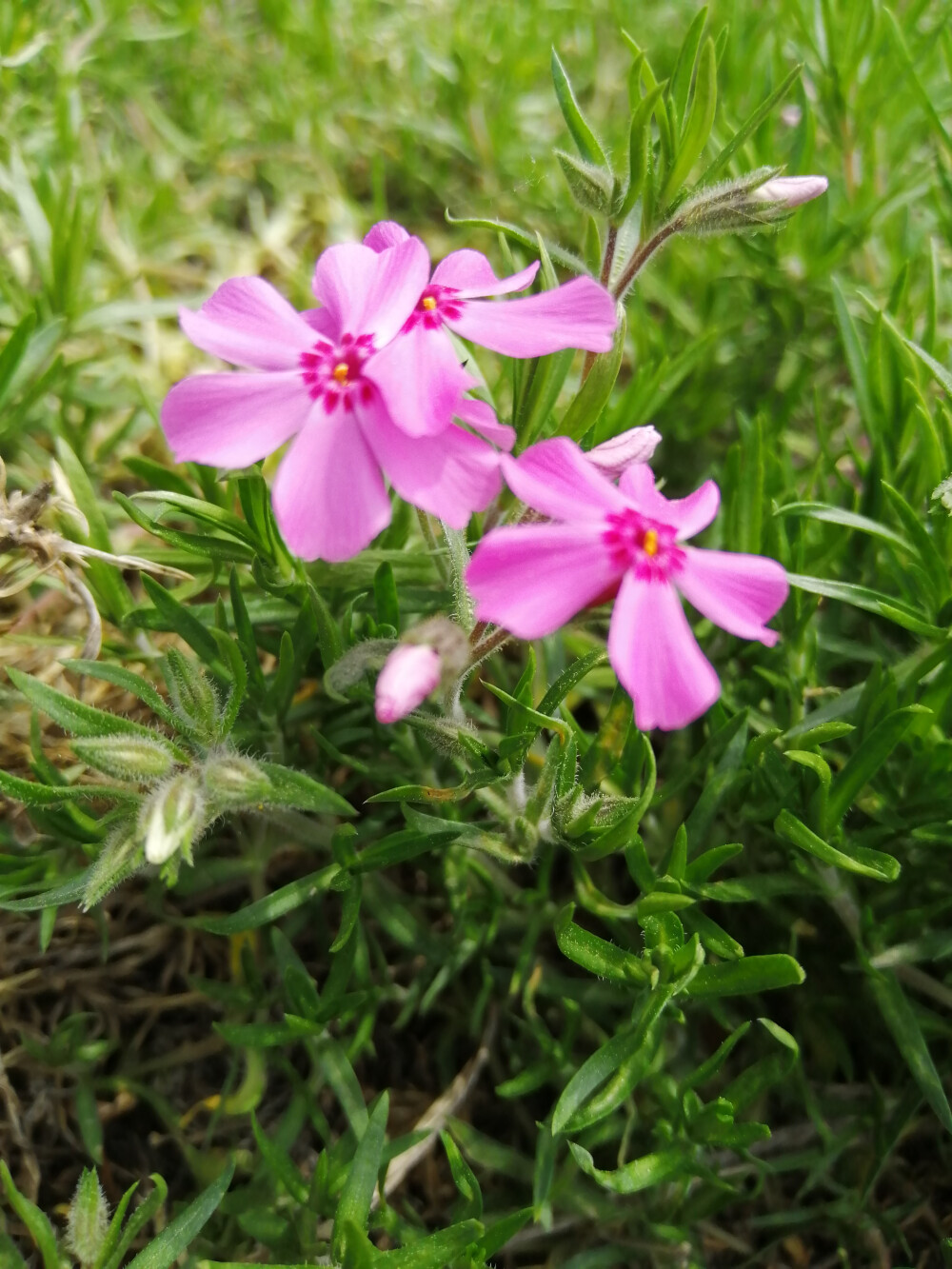 地樱花