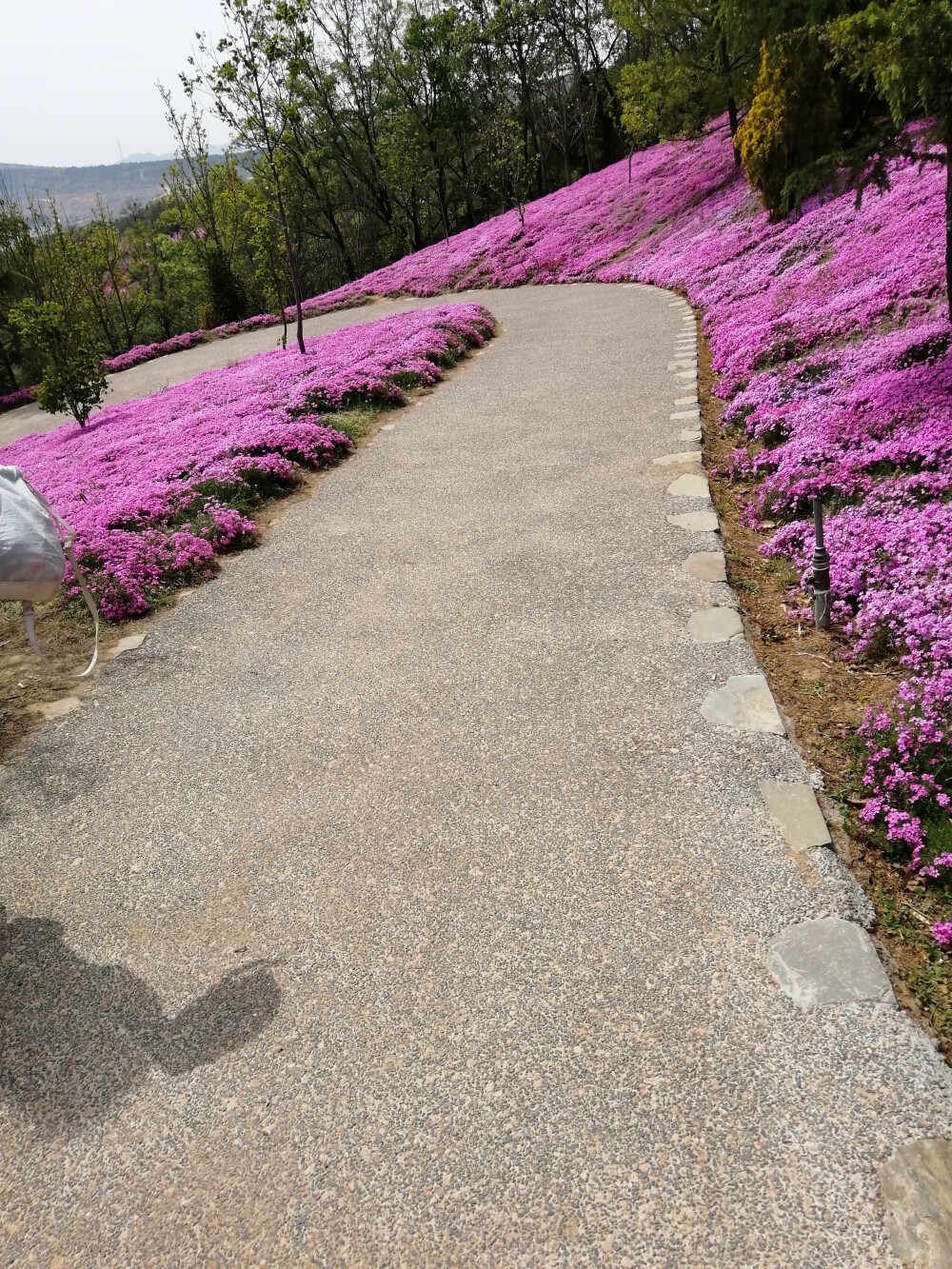 地樱花