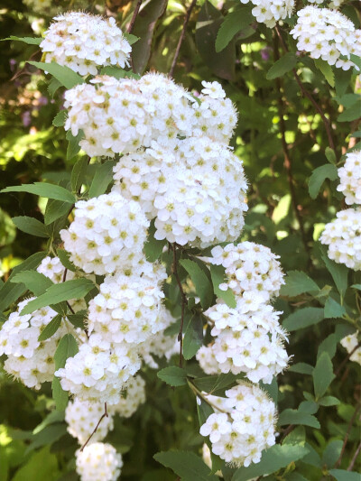 我家小院里的花花们