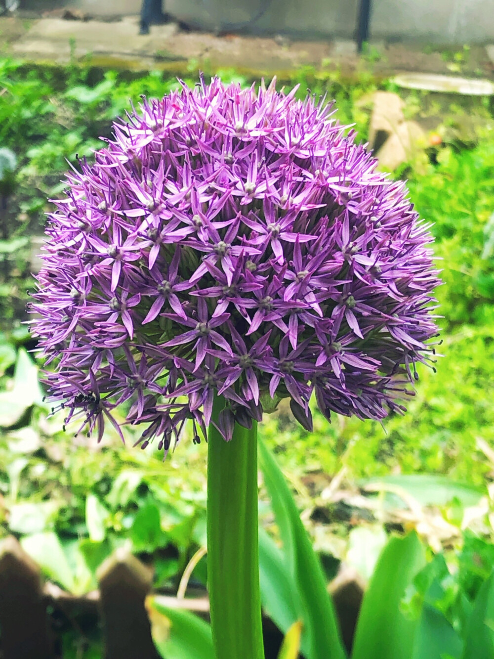 我家小院里的花花们