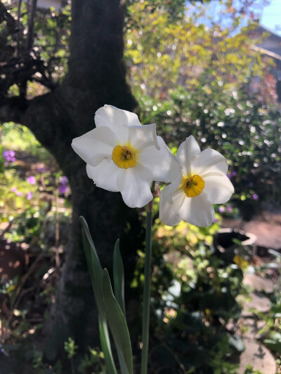 我家小院里的花花们