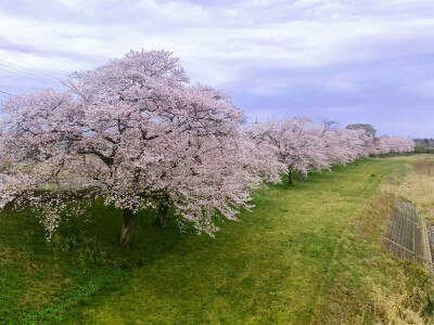 又是一年樱花时节@日本