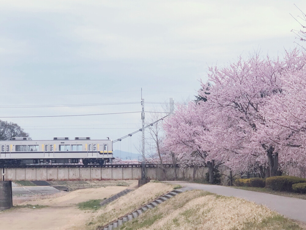 又是一年樱花时节@日本