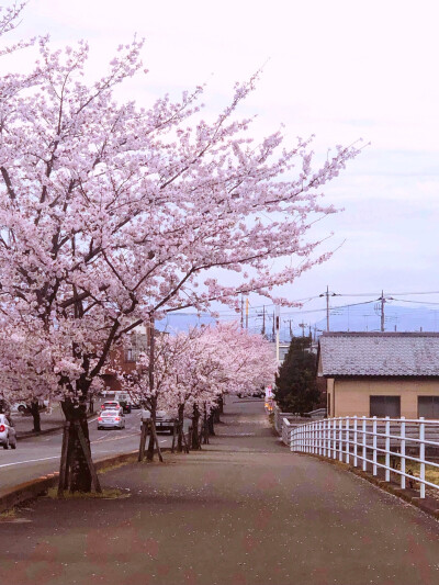 又是一年樱花时节@日本