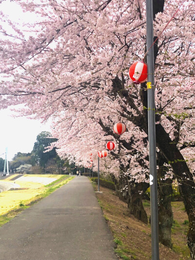 又是一年樱花时节@日本