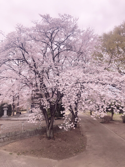 又是一年樱花时节@日本