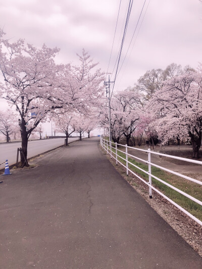 又是一年樱花时节@日本