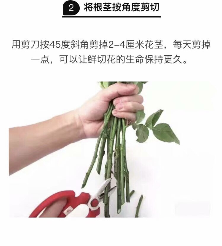 玫瑰养护