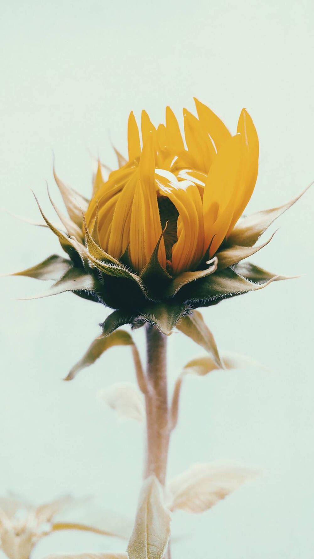 向日葵（Sunflower）
花语:沉默的爱
克丽苔是一位水泽仙女。一天，她在树林里遇见了正在狩猎的太阳神阿波罗，并深深为这位俊美的神所着迷，疯狂地爱上了他?？墒?，阿波罗连正眼也不瞧她一下就离开了?？死鎏θ惹械嘏瓮幸惶彀⒉弈芏运祷埃丛僖裁挥杏黾?。于是她只能每日注视着天空，看着阿波罗驾着太阳车划过天空。后来，众神怜悯她，将她变成一朵金黄色的向日葵，每日追随阿波罗的身影，向他诉说她永远不变的恋情和爱慕。