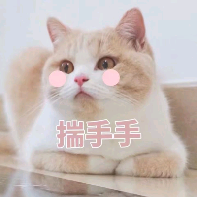 猫咪表情包