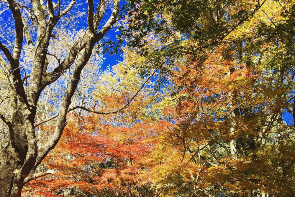 悉尼蓝山秋天