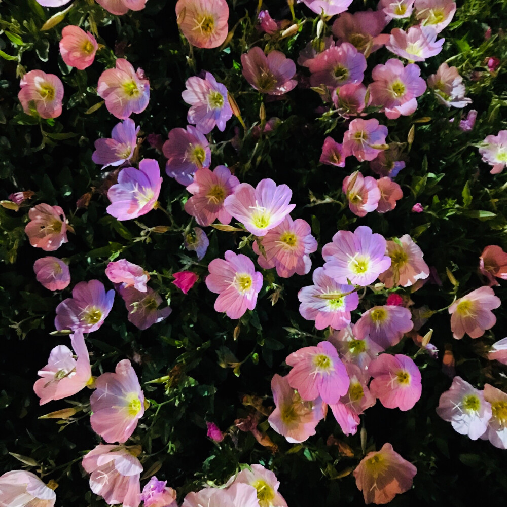 美丽月见草，别名：待霄草、粉晚樱草、粉花月见草，拉丁文名：Oenothera speciosa，英文名：evening primrose（晚樱草），是月见草的一种，柳叶菜科、月见草属多年生草本，具粗大主根（粗达1.5厘米）；茎常丛生，因它在傍晚见月开花，且天亮即调谢，故名月见草，但美丽月见草白天也会开放，花朵如杯盏状，引来粉蝶翩翩飞舞，甚为美丽。丛生状种植，营造出别样的自然园林风情。（2019.5.2晚）