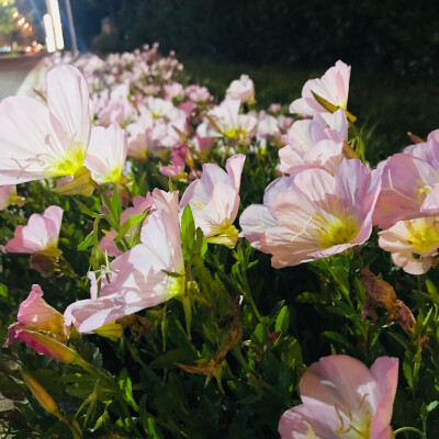 美丽月见草，别名：待霄草、粉晚樱草、粉花月见草，拉丁文名：Oenothera speciosa，英文名：evening primrose（晚樱草），是月见草的一种，柳叶菜科、月见草属多年生草本，具粗大主根（粗达1.5厘米）；茎常丛生，因…