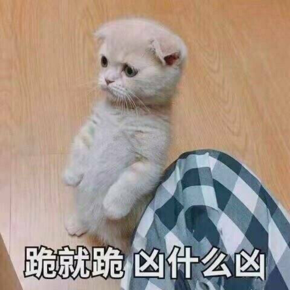 今日份表情包来啦
侵权立删
高糊表情包 喵咪 熊猫头 gif 金馆长 斗图 文字系列 厉害了 装逼大神 蛤蛤蛤 魔性 喵咪表情包 文字系列 搞笑 暴走漫画 文字控 表情包 