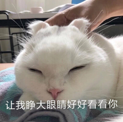 今日份表情包来啦
侵权立删
高糊表情包 喵咪 熊猫头 gif 金馆长 斗图 文字系列 厉害了 装逼大神 蛤蛤蛤 魔性 喵咪表情包 文字系列 搞笑 暴走漫画 文字控 表情包 