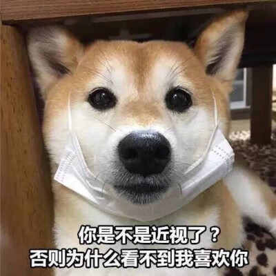 今日份表情包来啦
侵权立删
高糊表情包 喵咪 熊猫头 gif 金馆长 斗图 文字系列 厉害了 装逼大神 蛤蛤蛤 魔性 喵咪表情包 文字系列 搞笑 暴走漫画 文字控 表情包 