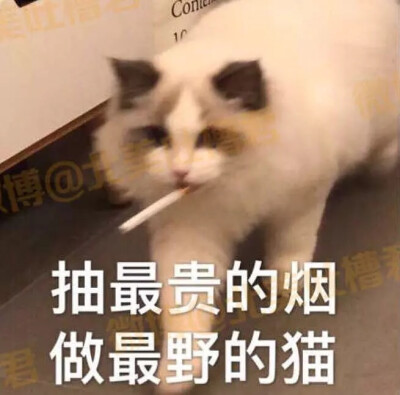 表情包，来自豆瓣，侵删