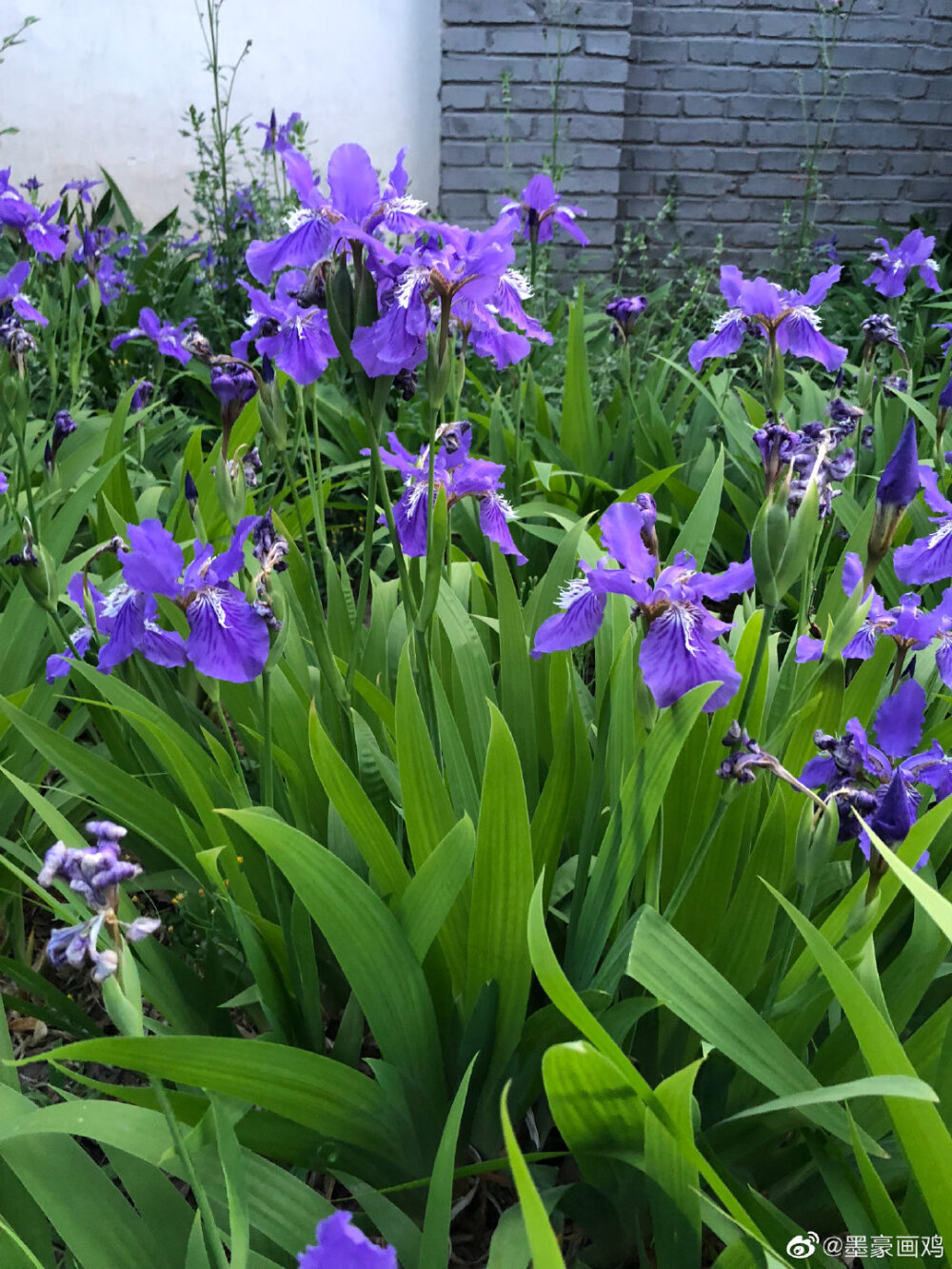 鸢尾花