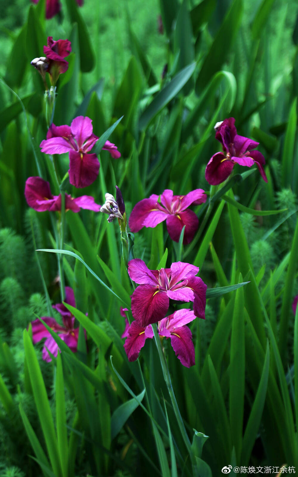 鸢尾花