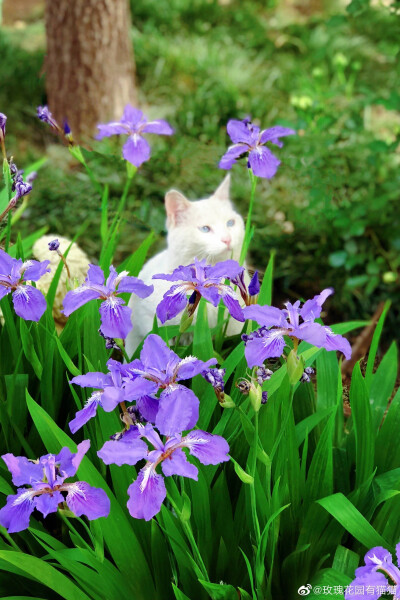 鸢尾花