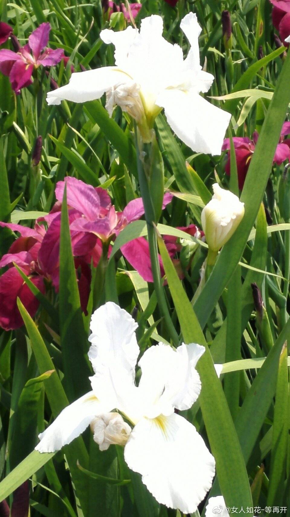 鸢尾花