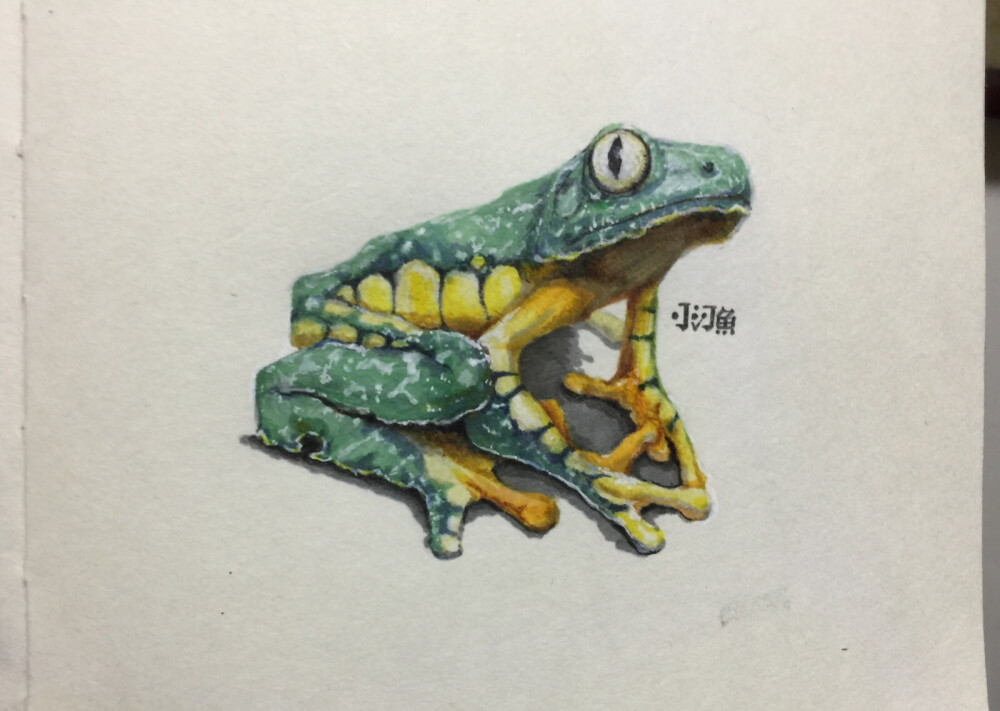 花边辉叶蛙边缘叶蛙