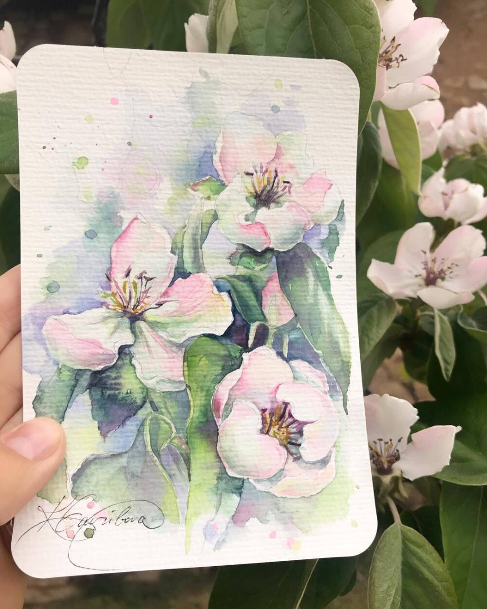 水彩 插画 植物绘画 花