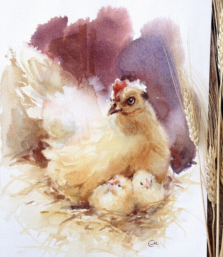 水彩 插画 动物绘画 母鸡
