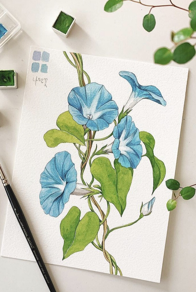 水彩 插画 简约 清新 植物绘画 牵牛花 手绘