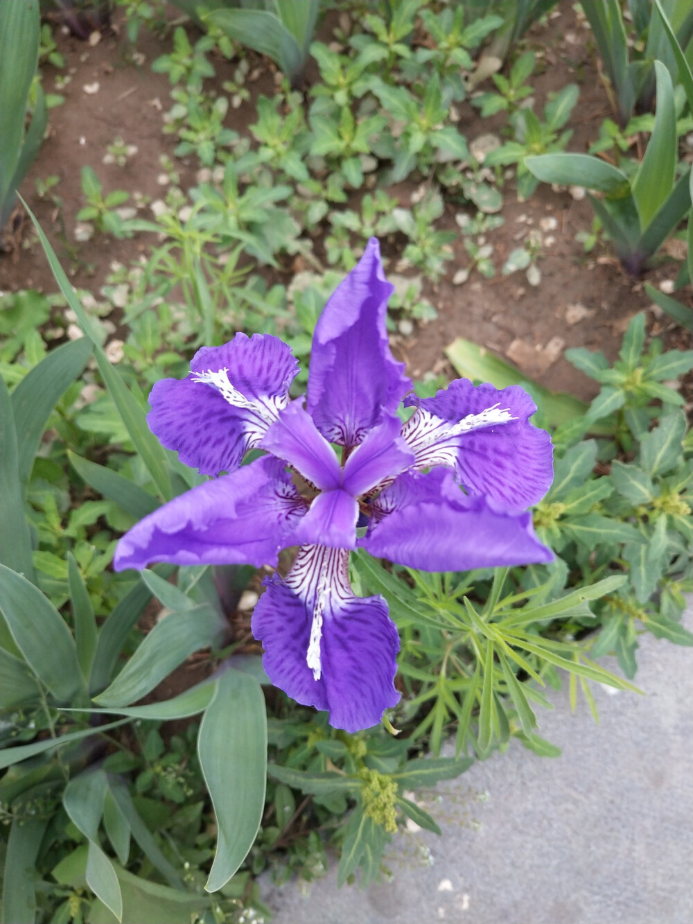 鸢尾