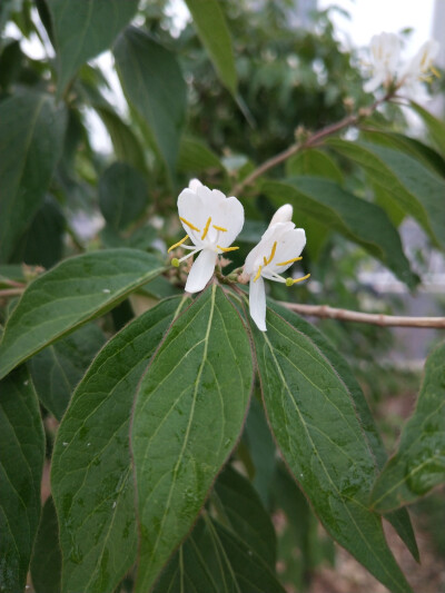 忍冬，金银花