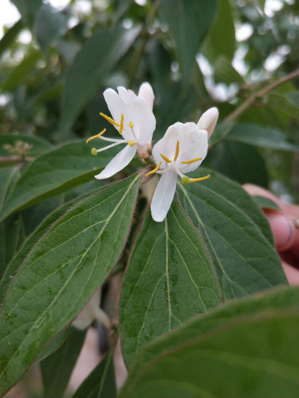 忍冬，金银花