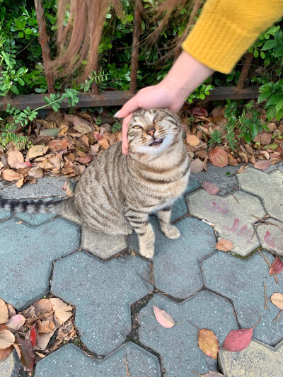 柴犬橘猫狸花猫