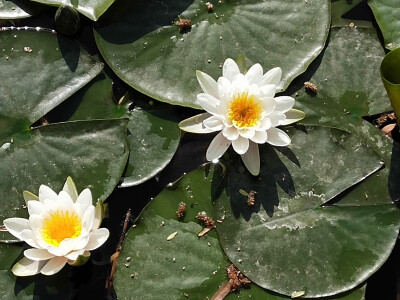 睡莲(文瀛公园)