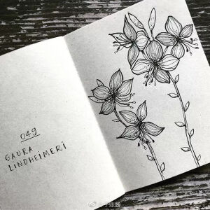 黑白针管笔 | 花卉线稿练习