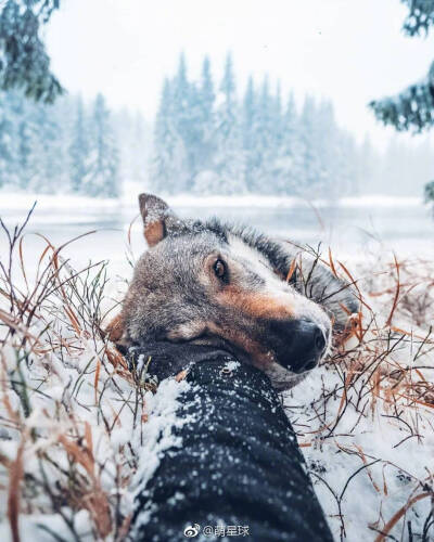 捷克狼犬