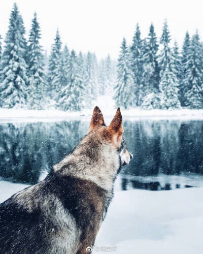 捷克狼犬