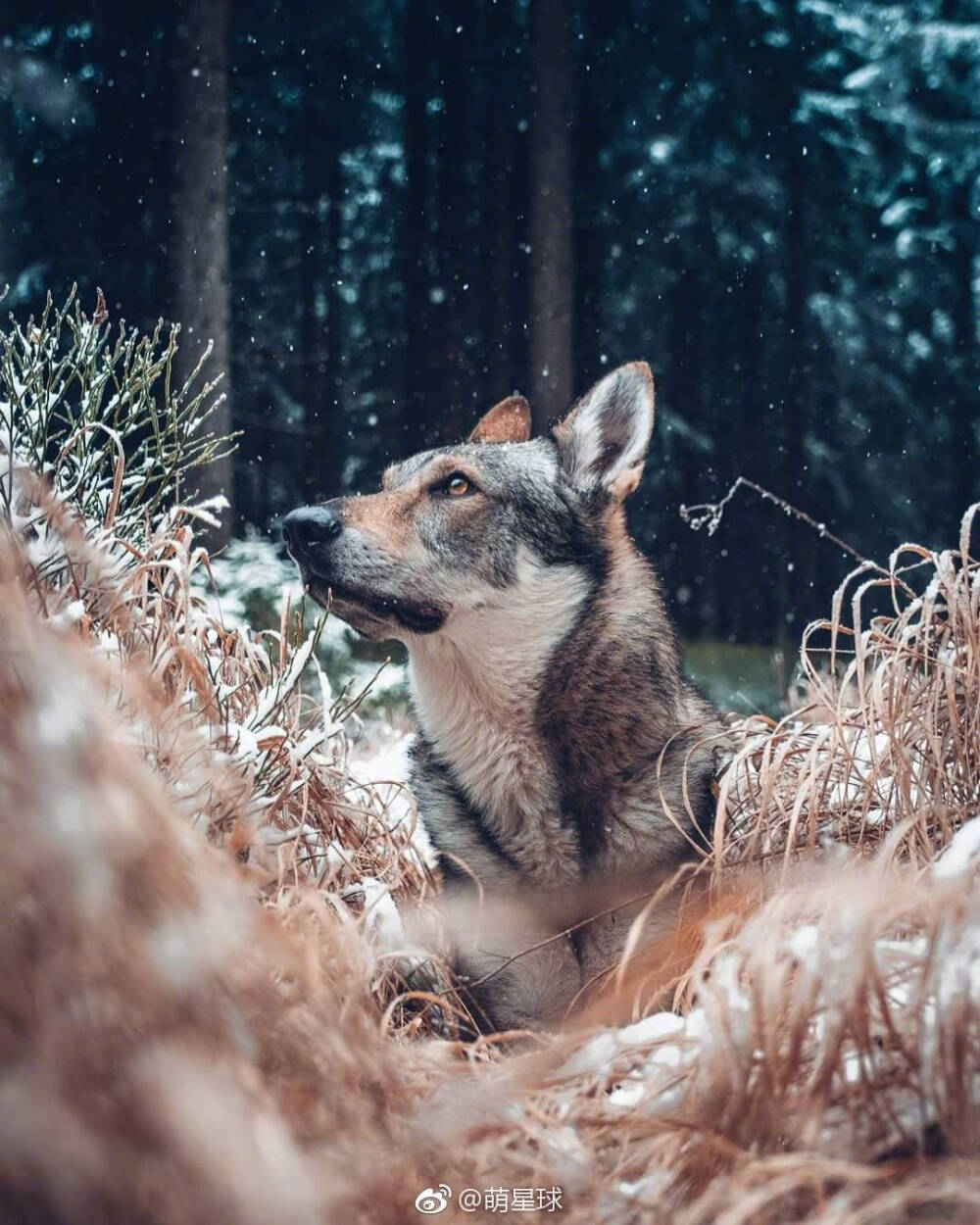 捷克狼犬