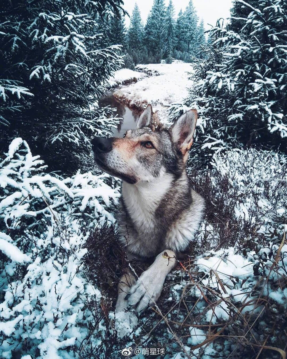 捷克狼犬