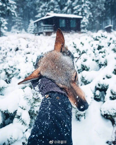 捷克狼犬