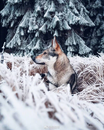 捷克狼犬